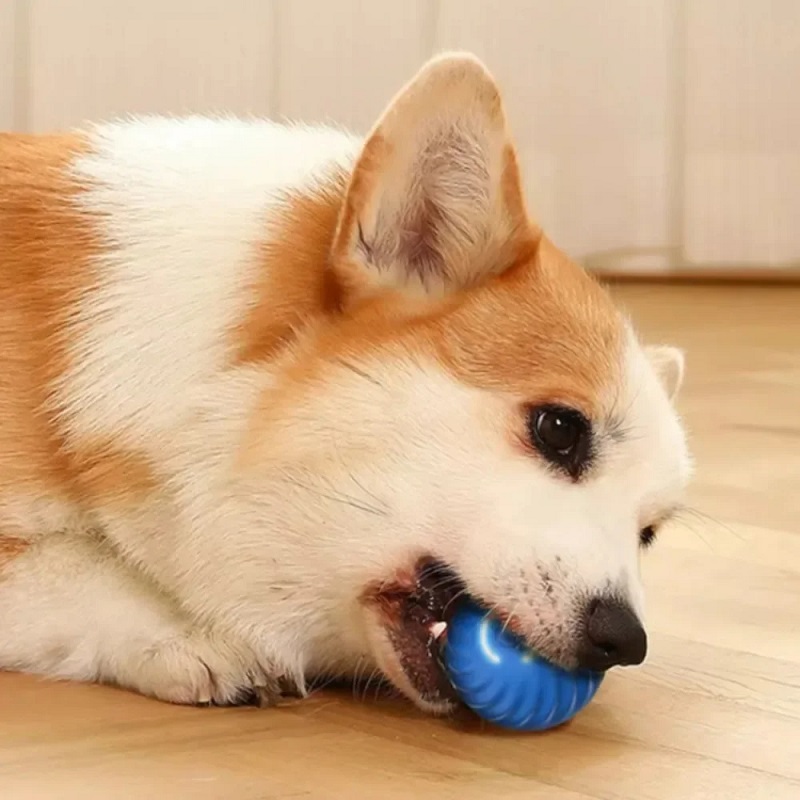 Hundespielzeugball Automatisch – Automatic Moving Dog Ball Bewertung und Preis